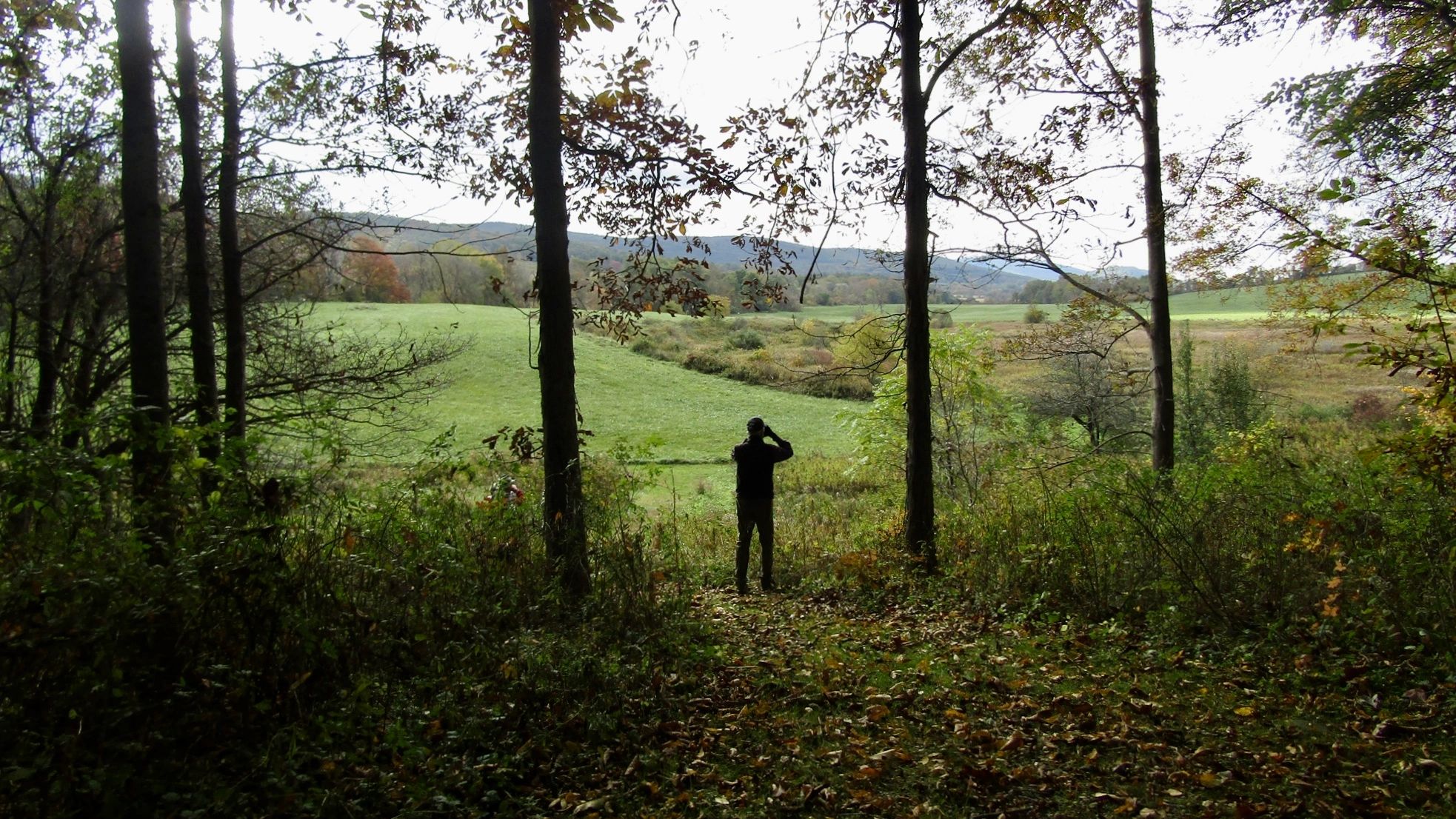 Birding at Roeliff Jansen Park, Hillsdale